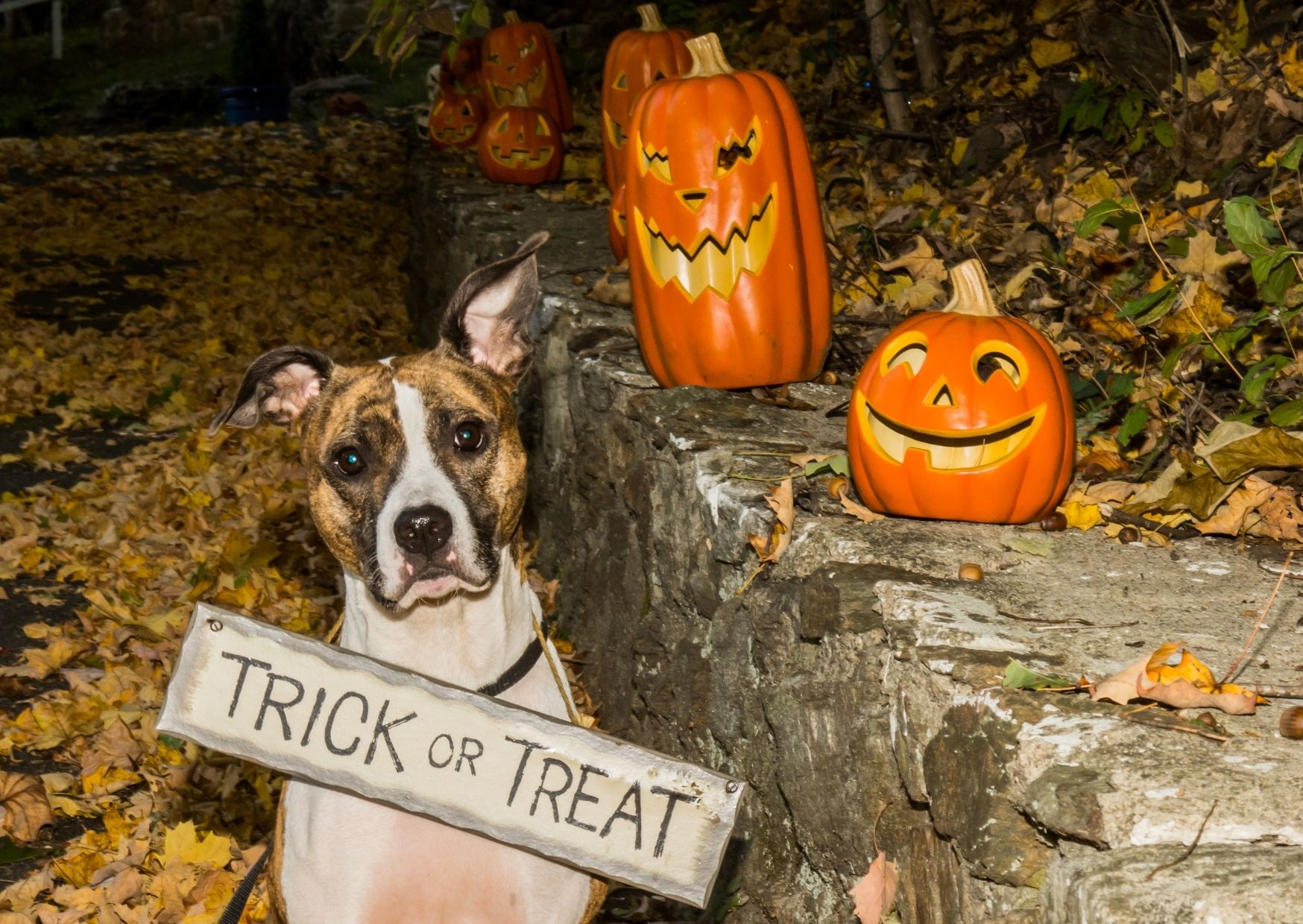 Plan Fun Activities And Games For The Dogs - Halloween Party For Dogs | Pawcool ™