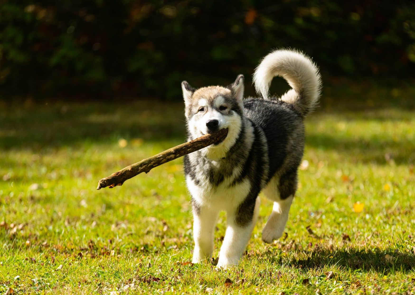 Temperament And Personality 1 - Alaskan Malamute Dog Breed | Pawcool ™