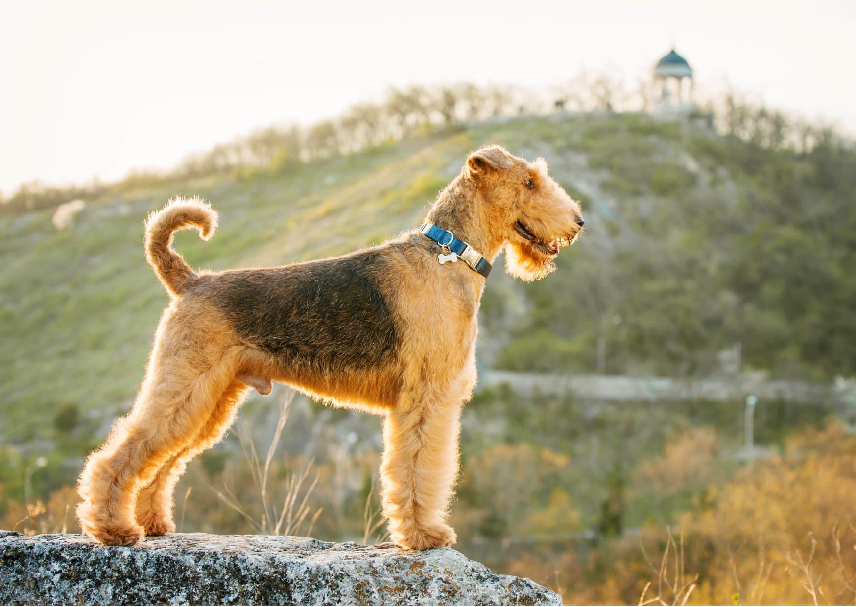 Temperament And Personality - Airedale Terrier Dog | Pawcool ™