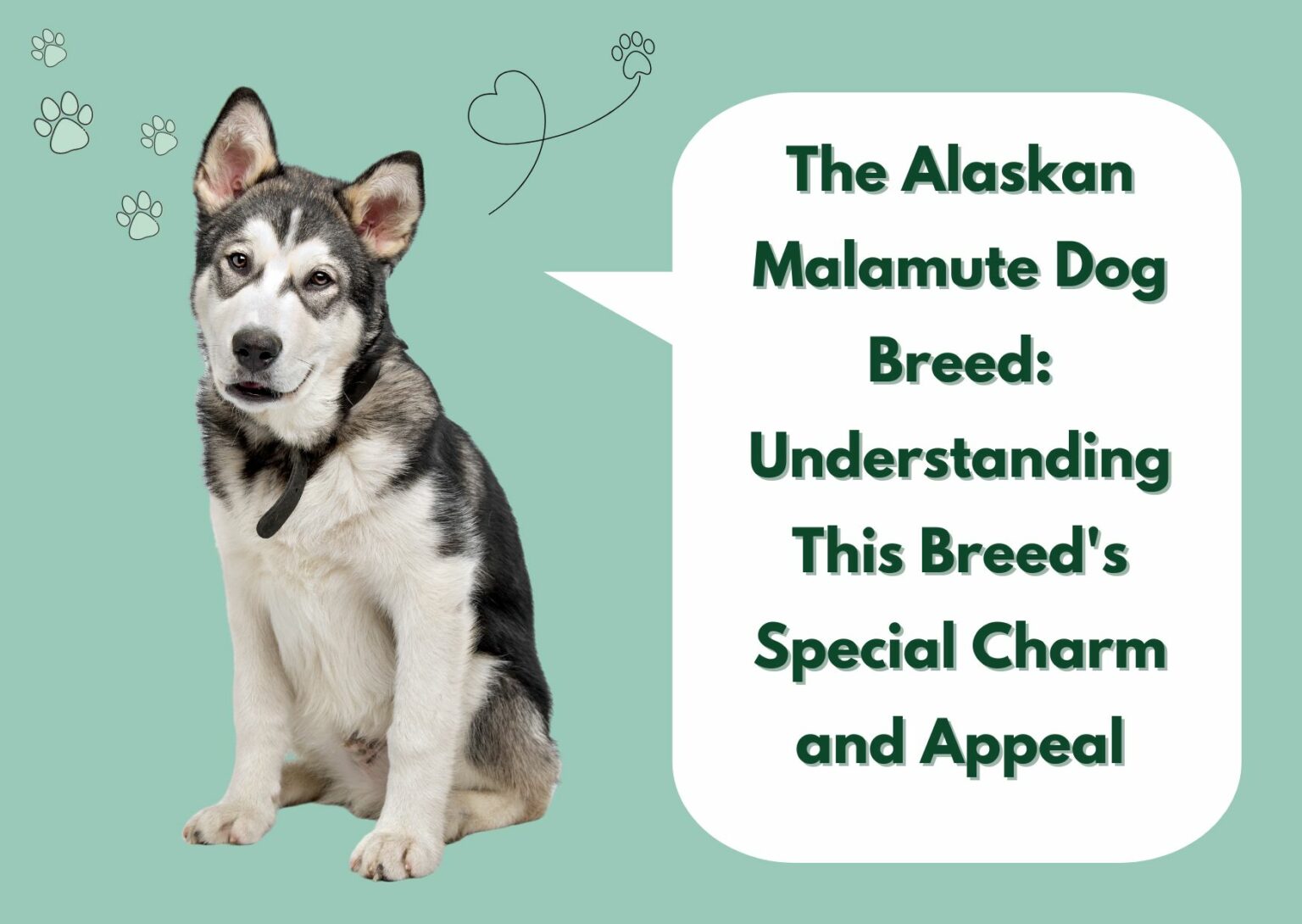 The Alaskan Malamute Dog Breed_ Understanding This Breed's Special Charm and Appeal