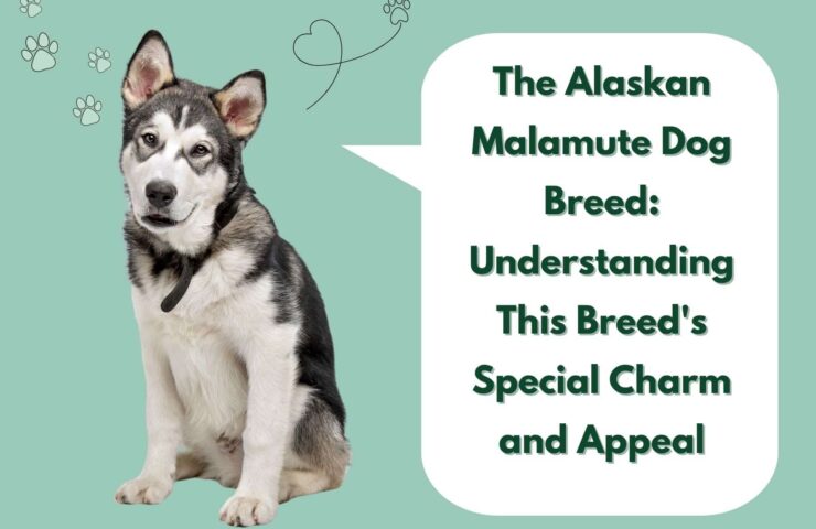 The Alaskan Malamute Dog Breed_ Understanding This Breed's Special Charm and Appeal