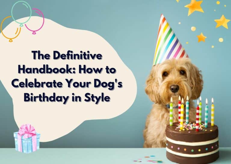 How To Celebrate Dogs Birthday In Style