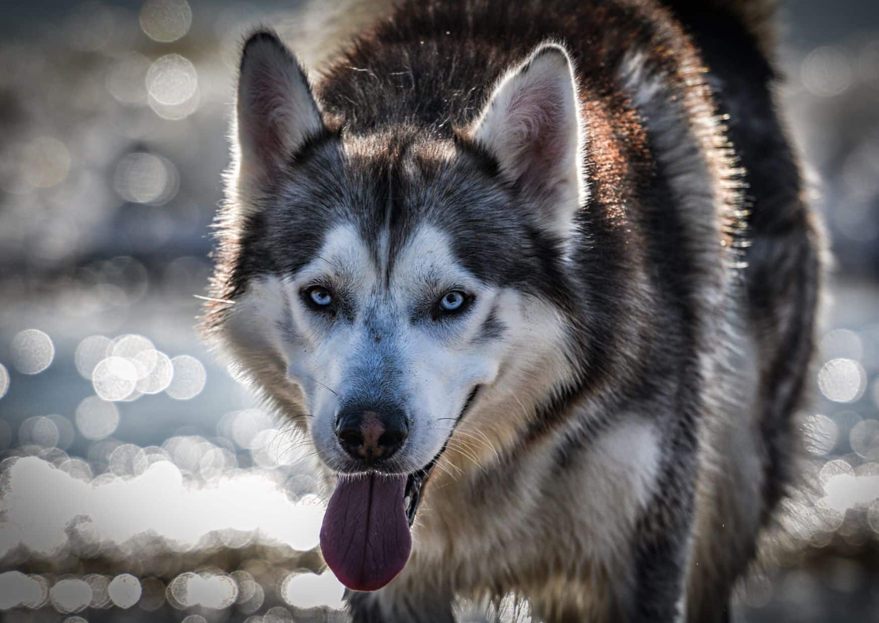 The Origins Of The Alaskan Malamute - Alaskan Malamute Dog Breed | Pawcool ™