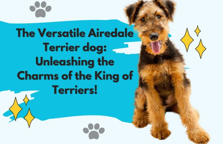 The Versatile Airedale Terrier dog Unleashing the Charms of the King of Terrier