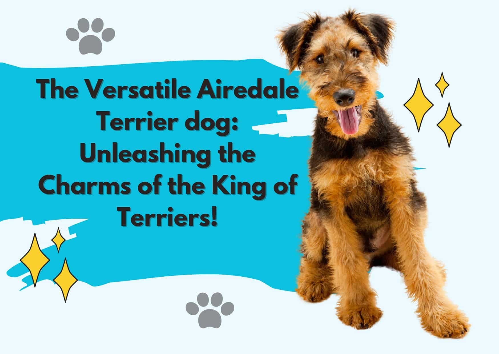 The Versatile Airedale Terrier dog Unleashing the Charms of the King of Terrier