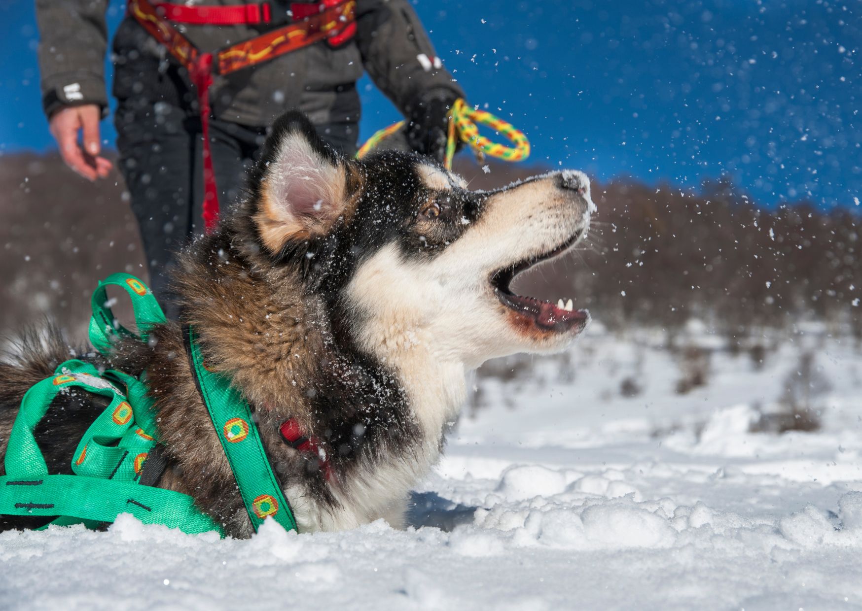 Training And Socialization 1 - Alaskan Malamute Dog Breed | Pawcool ™