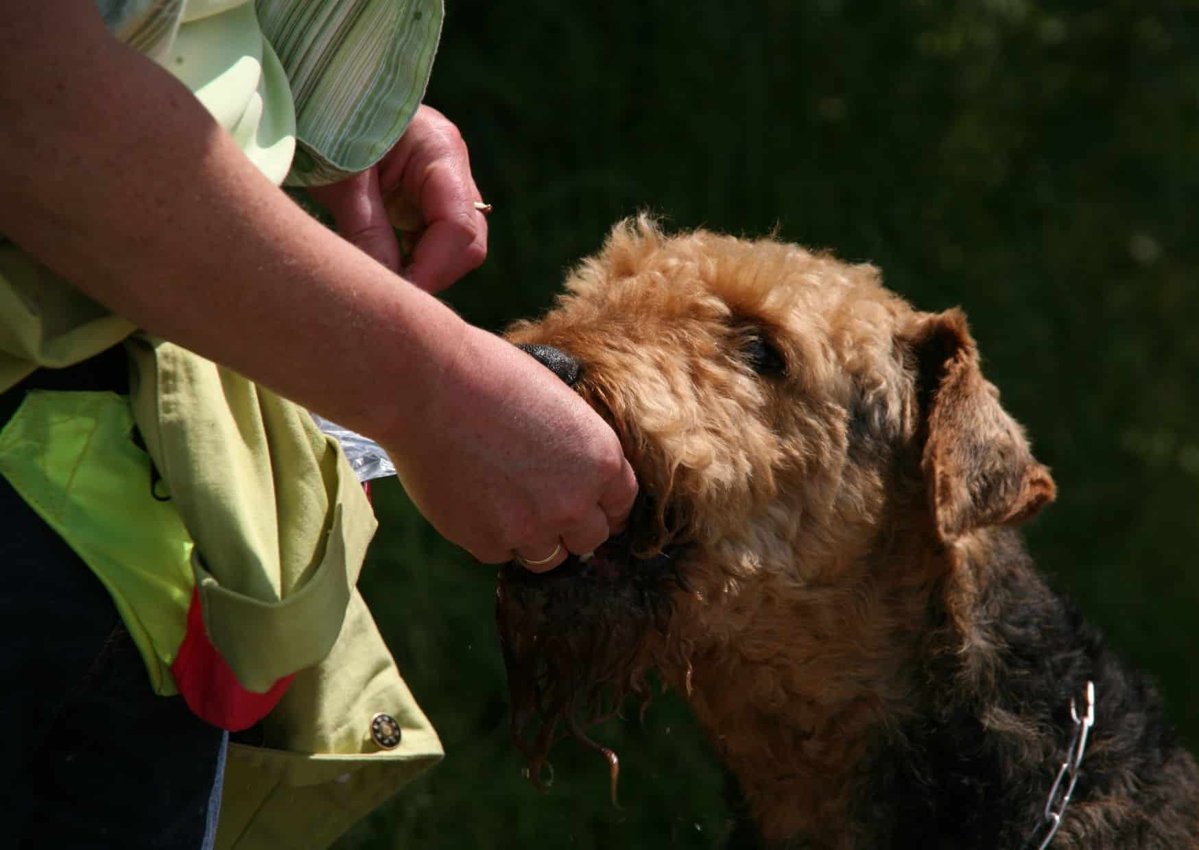 Training And Socialization - Airedale Terrier Dog | Pawcool ™