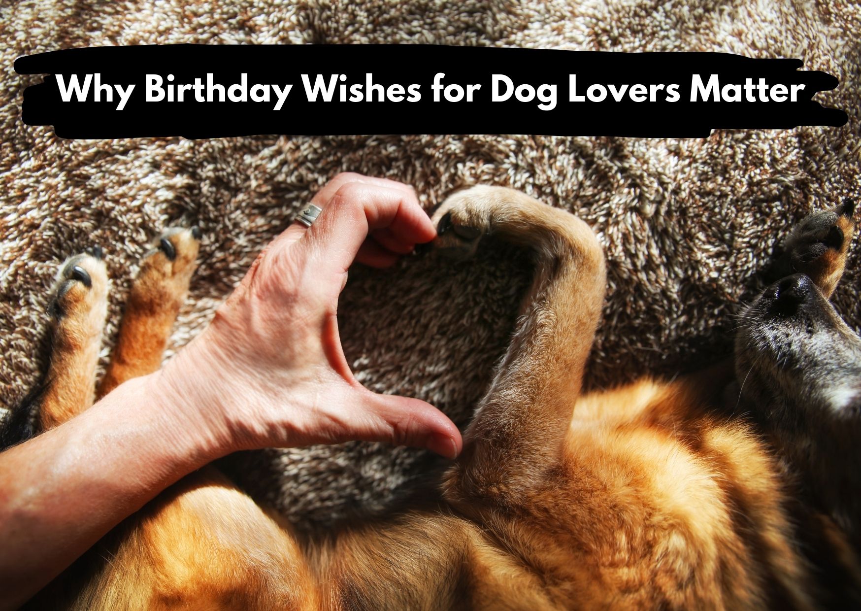 Why Birthday Wishes For Dog Lovers Matter - Birthday Wishes For Dog Lovers | Pawcool ™
