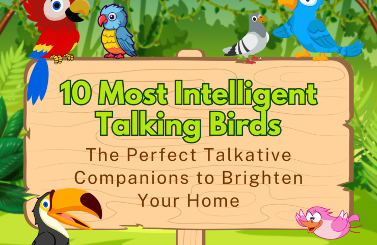 intelligent talking birds , parrots . macaw . parakeet