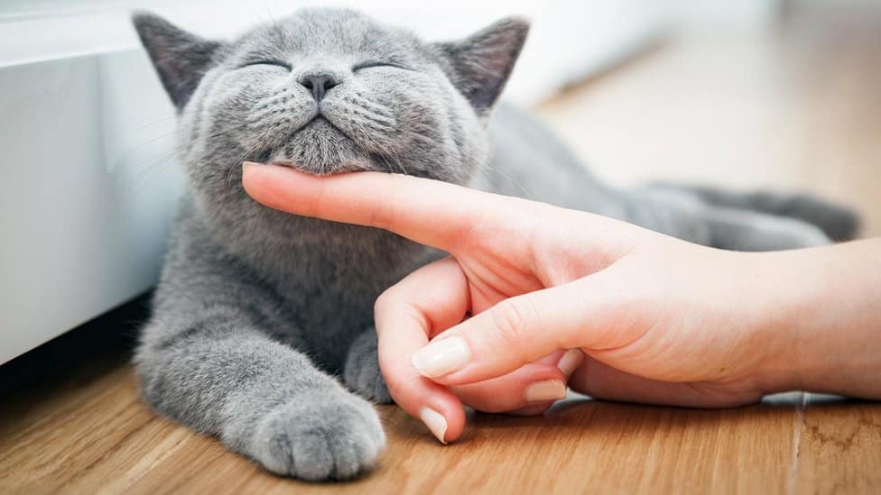 British Shorthair , Small Pets For Kids