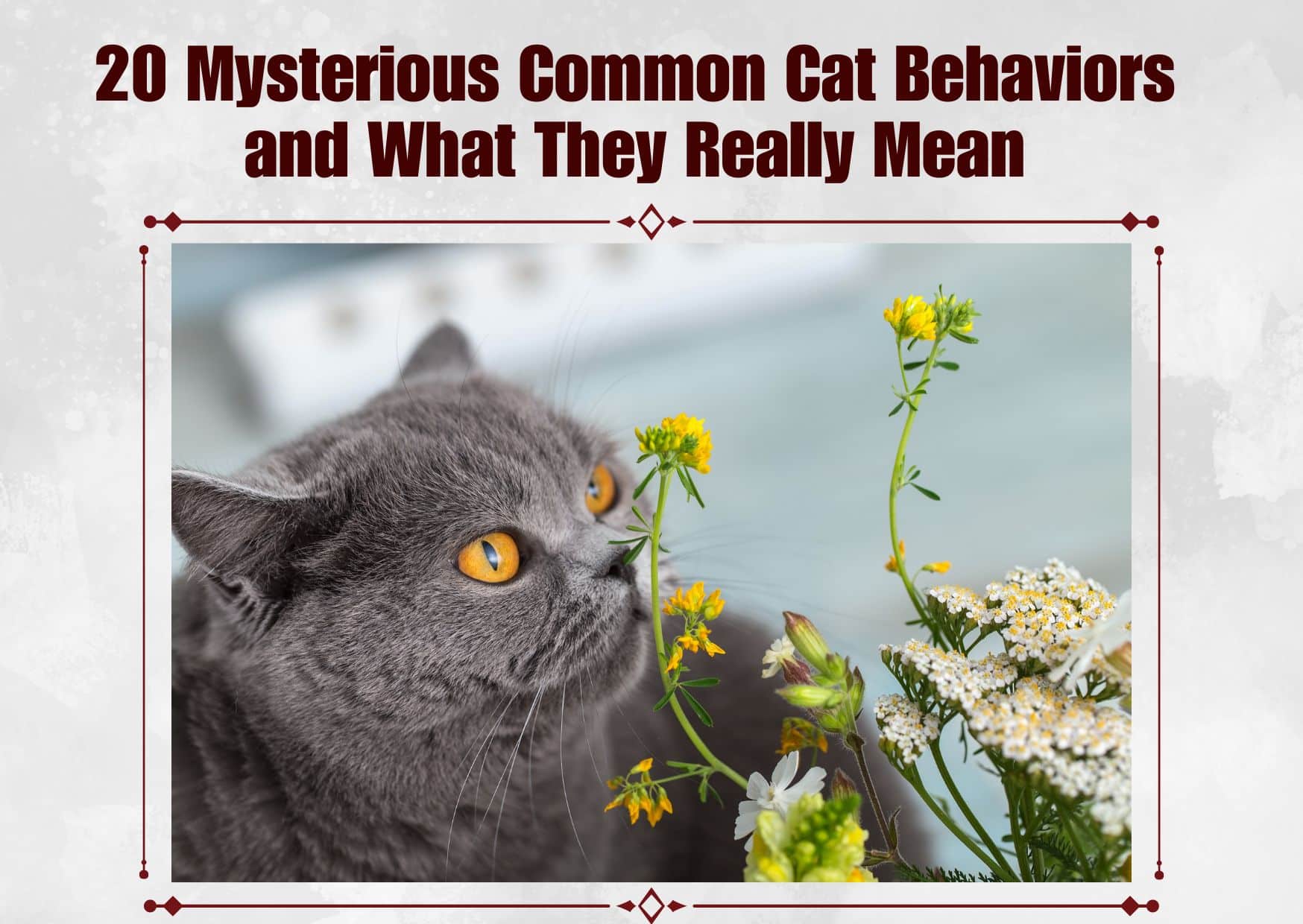 20 Mysterious Common Cat Behaviors and What They Really Mean