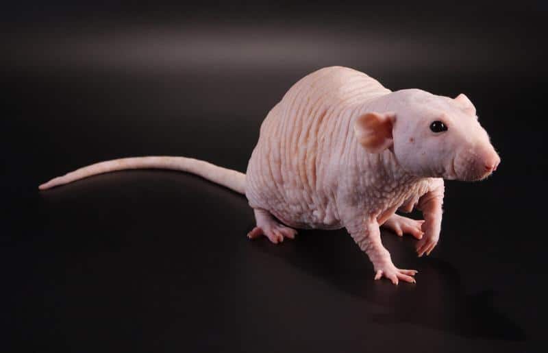 Hairless Pet Rat, Small Pets For Kids