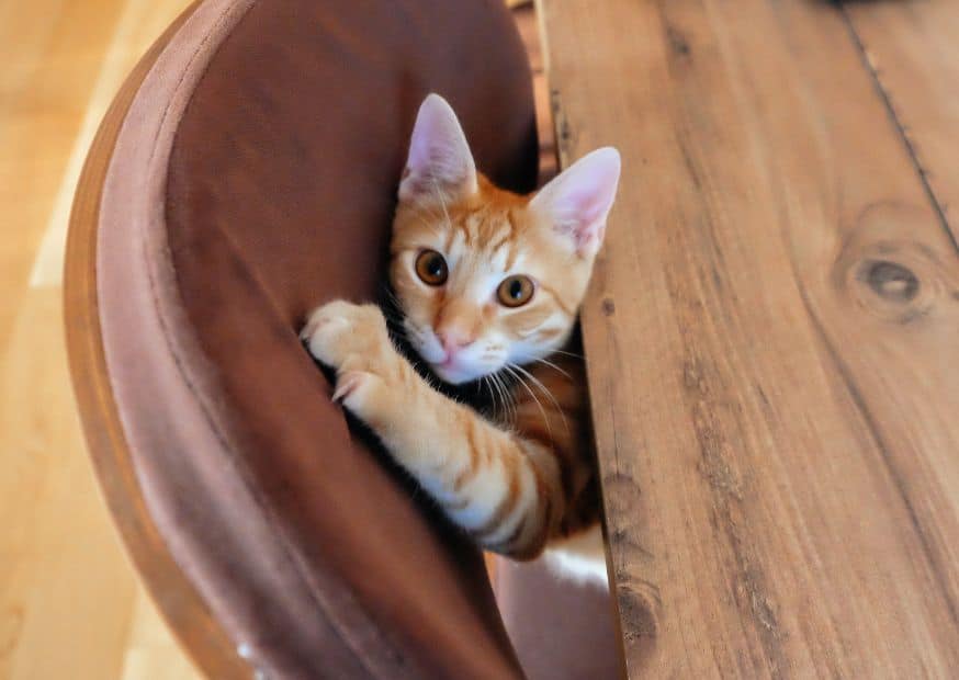 Cats Scratch Furniture - Why Do Cats Scratch | Pawcool ™