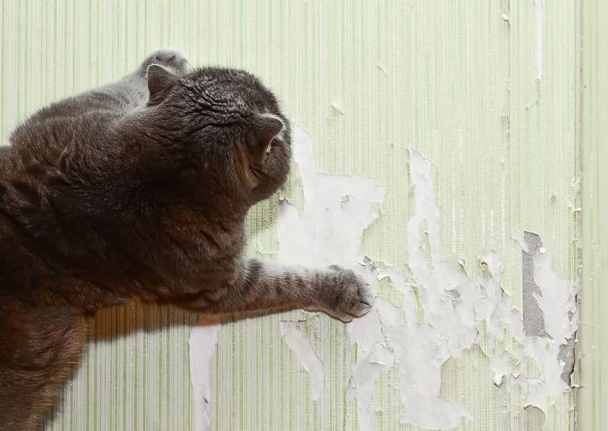 Cats Scratch At Walls - Why Do Cats Scratch | Pawcool ™
