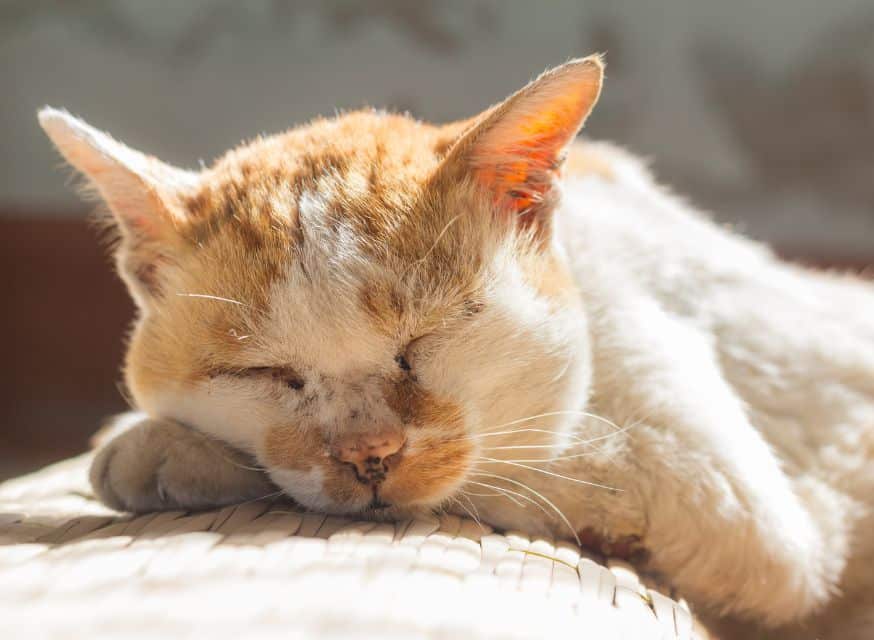 Cognitive Decline Cat - Why Do Cats Meow So Much | Pawcool ™