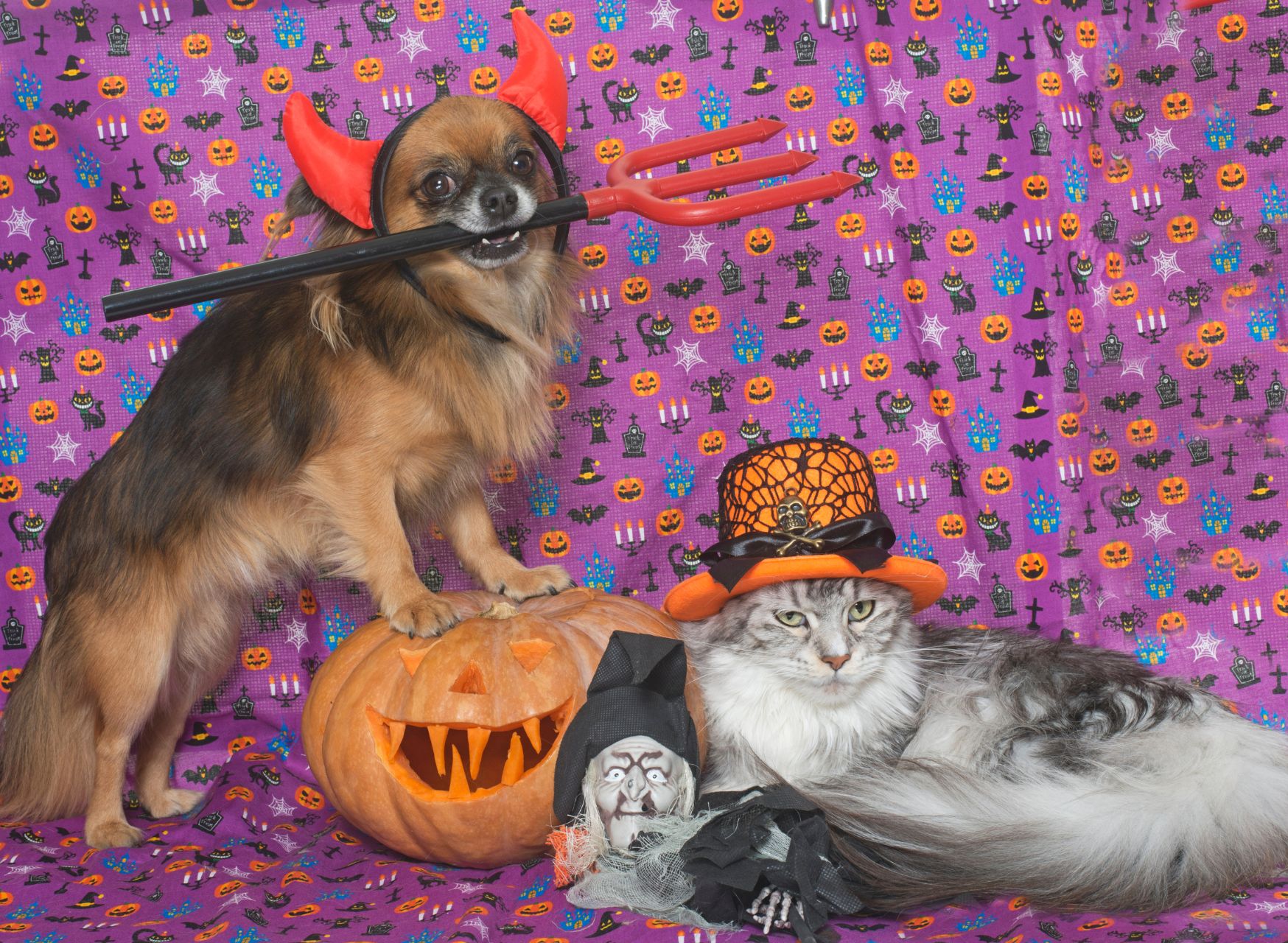 Costume Parade - Halloween Games For Dogs And Cats | Pawcool ™