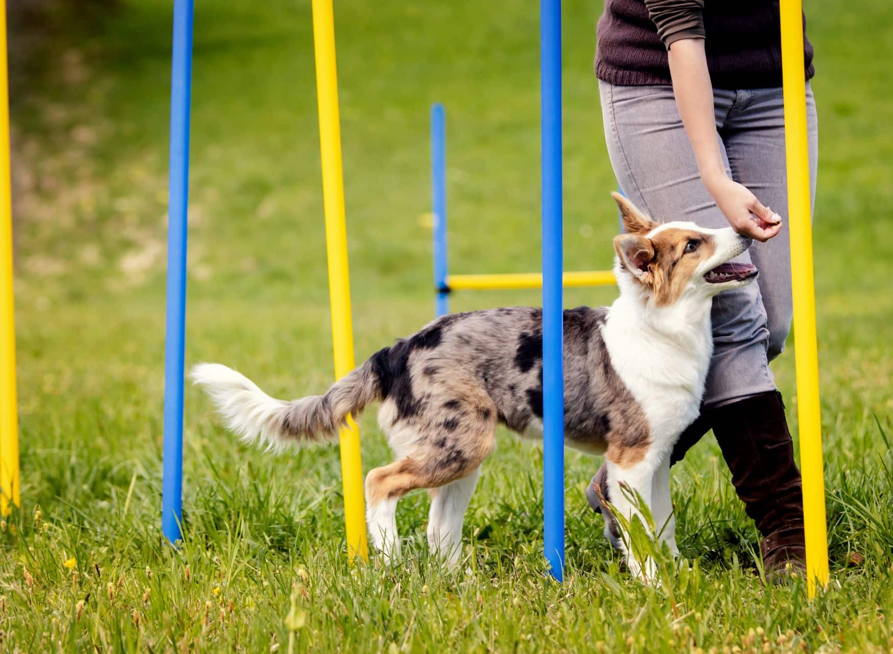 Ghostly Agility Course - Halloween Games For Dogs And Cats | Pawcool ™