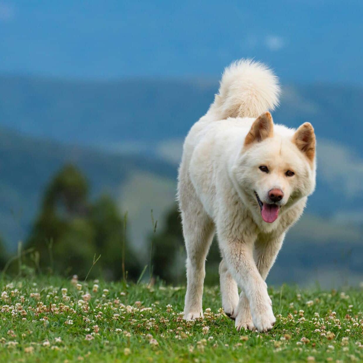 Origins And Historical Significance Of Akita Edited - Small Pets For Kids | Pawcool ™