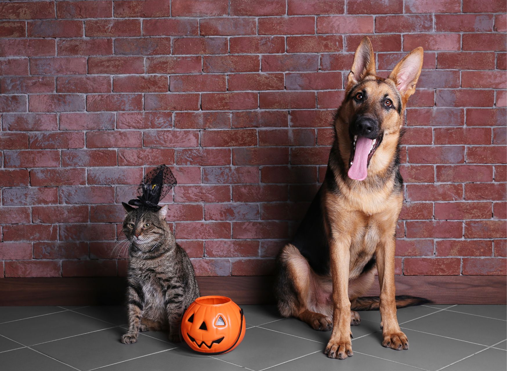 Pumpkin Fetch - Halloween Games For Dogs And Cats | Pawcool ™