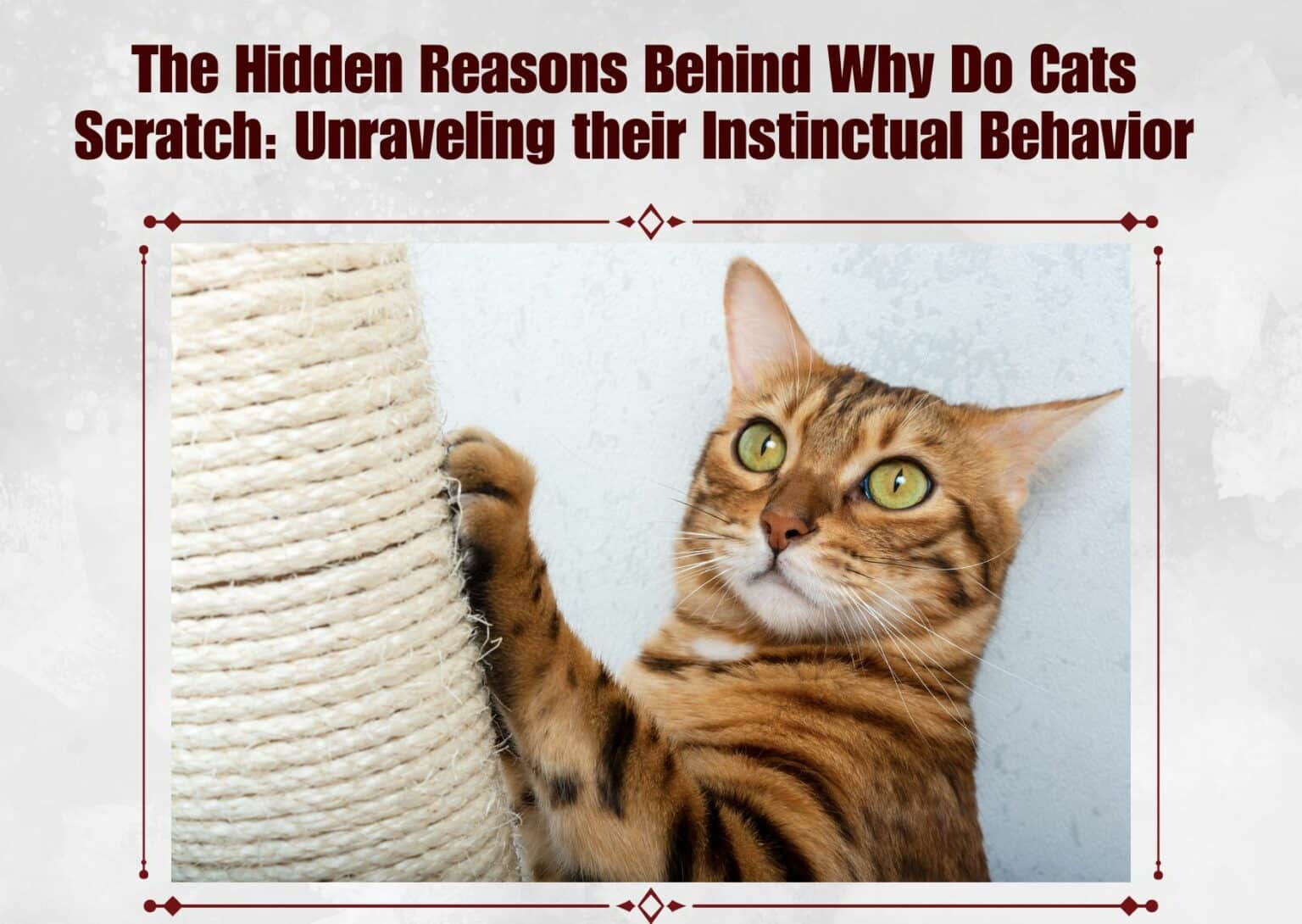 The Hidden Reasons Behind Why Do Cats Scratch Unraveling their Instinctual Behavior