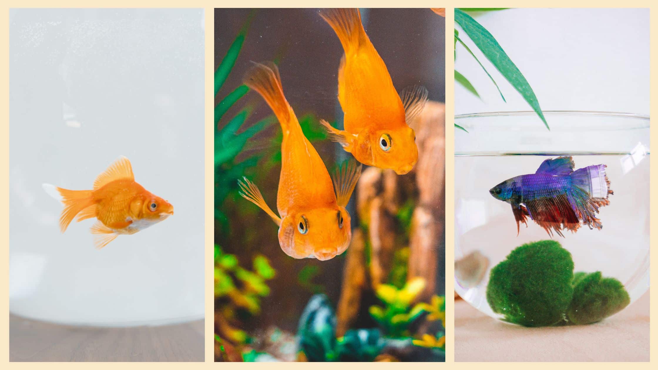 Gold Fish Betta Fish Easy Small Fish For Kids