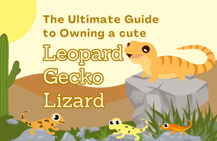 cute leopard gecko lizard