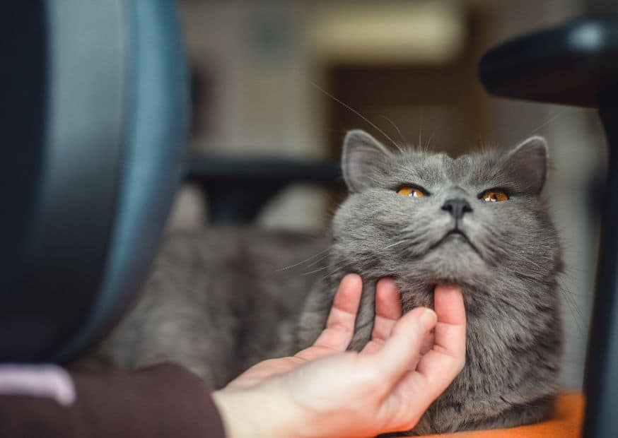 Why Do Cats Like Chin Scratches - Why Do Cats Scratch | Pawcool ™