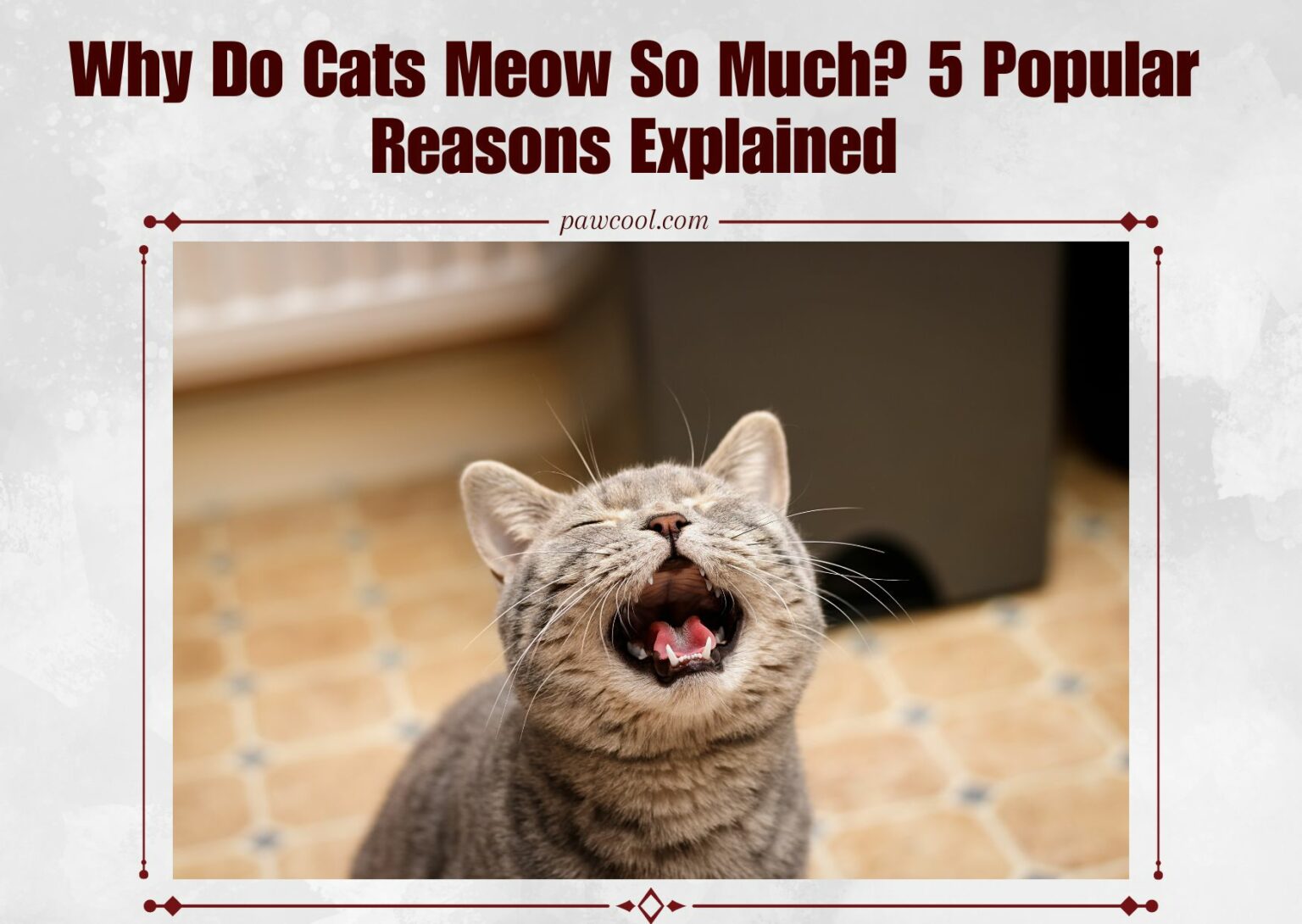 Why Do Cats Meow So Much? 5 Popular Reasons Explained