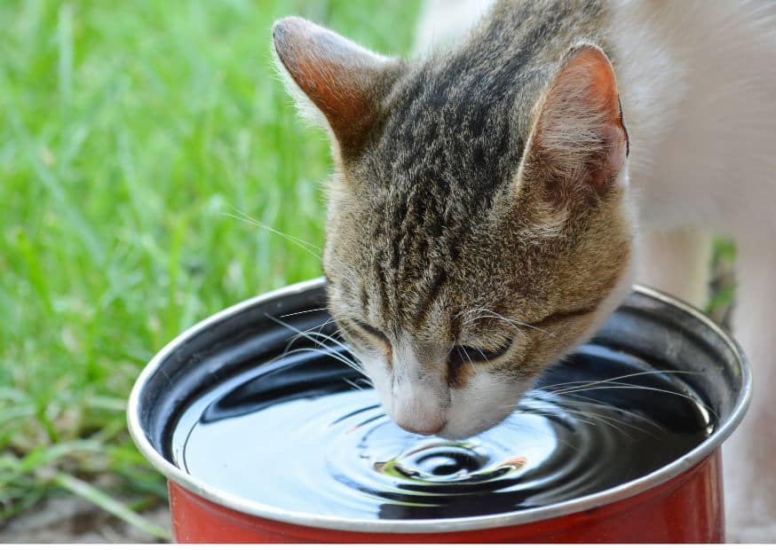 Why Do Cats Scratch Around Their Water Bowls - Why Do Cats Scratch | Pawcool ™