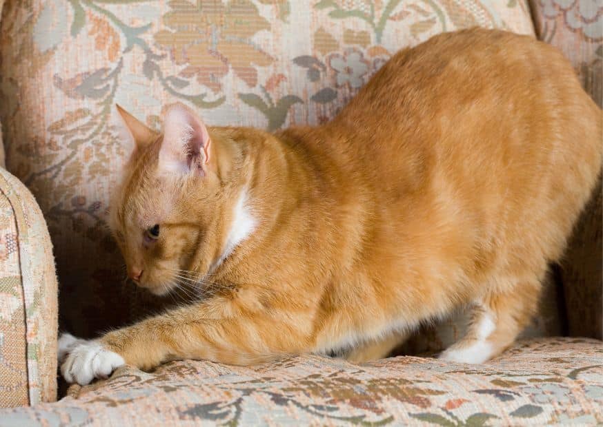 Why Do Cats Scratch Couches - Why Do Cats Scratch | Pawcool ™