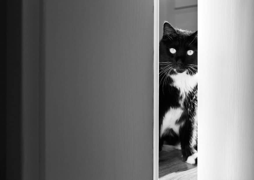 Why Do Cats Scratch Doors At Night - Why Do Cats Scratch | Pawcool ™