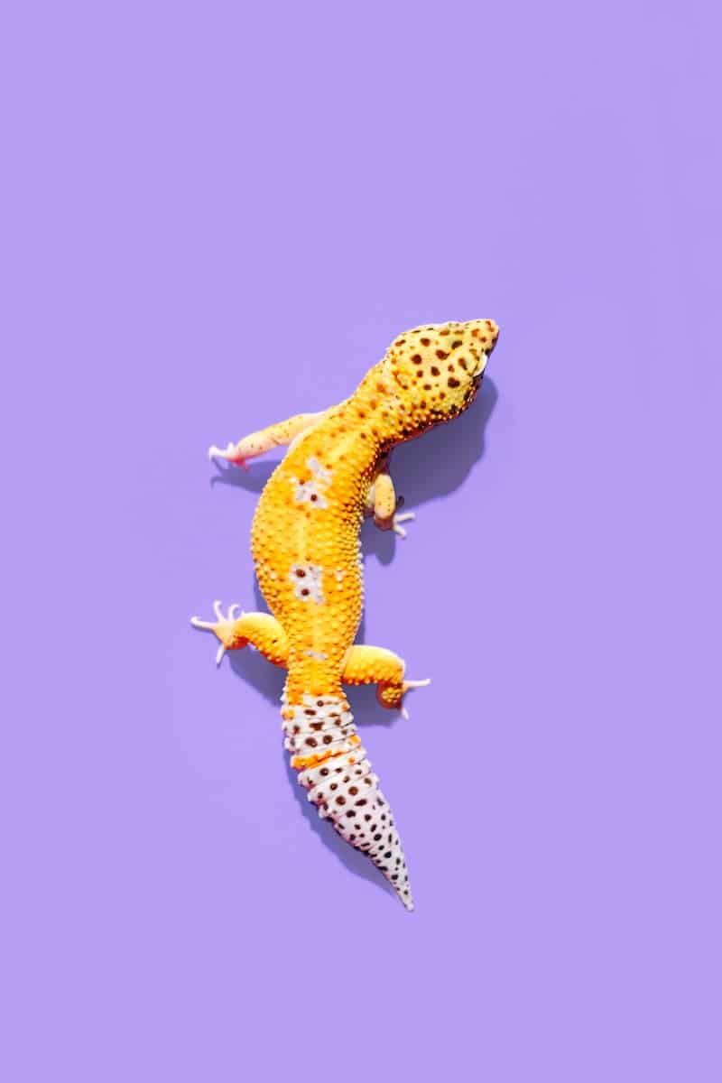 Yellow Cute Leopard Gecko