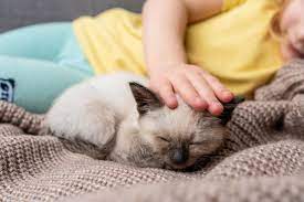 Siamese Cat, Small Pets For Kids