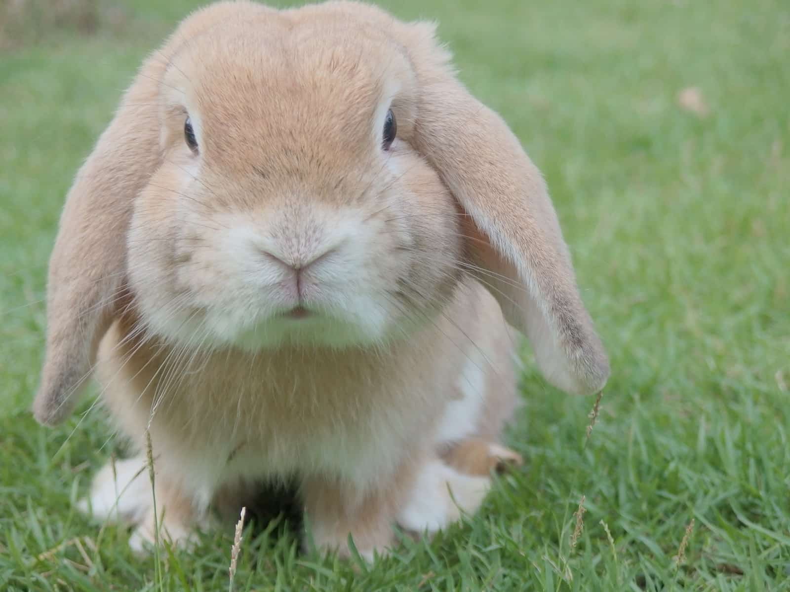 Brown Lop Rabbit