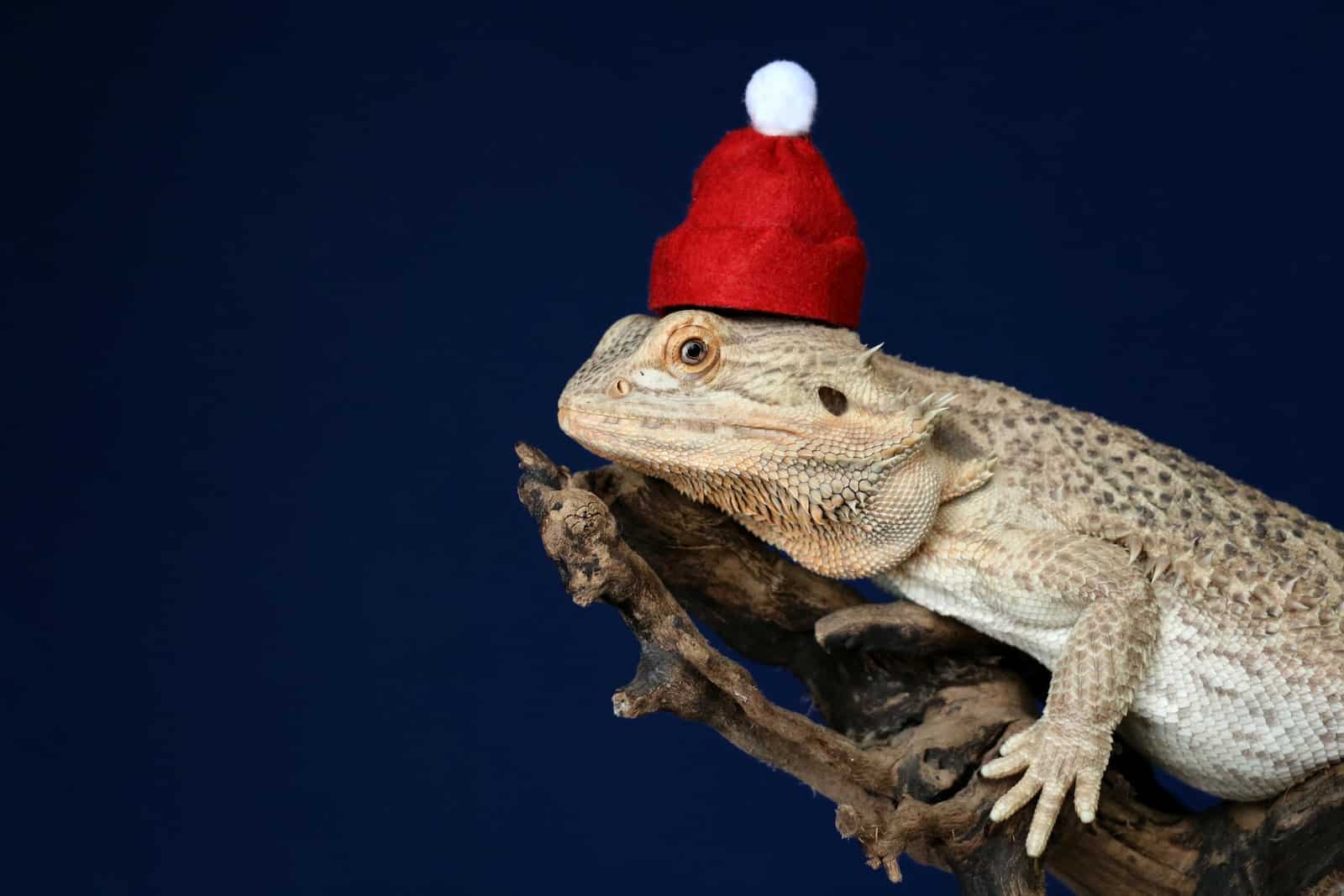 Bearded Dragon On Wood