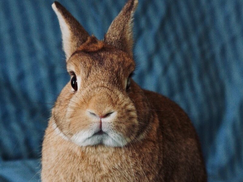 Netherland Dwarf Brown Rabbit Small Pets For Kids