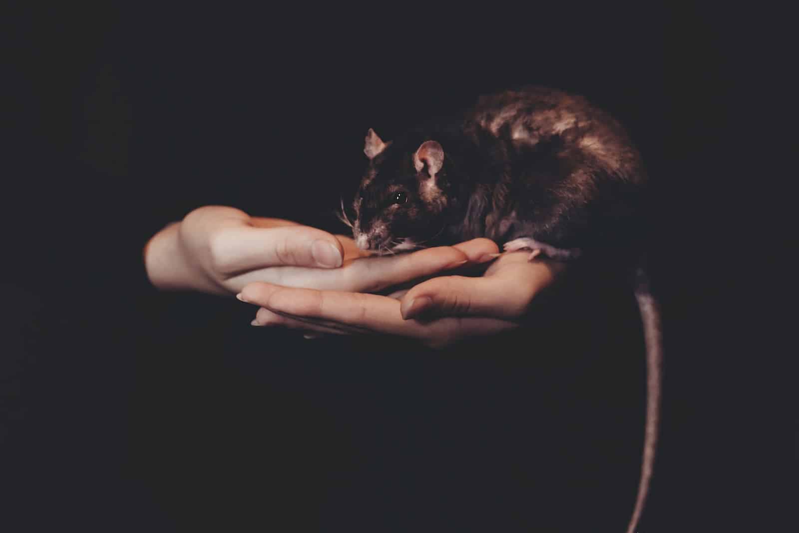 Person Holding Black Rat Small Pets For Kids