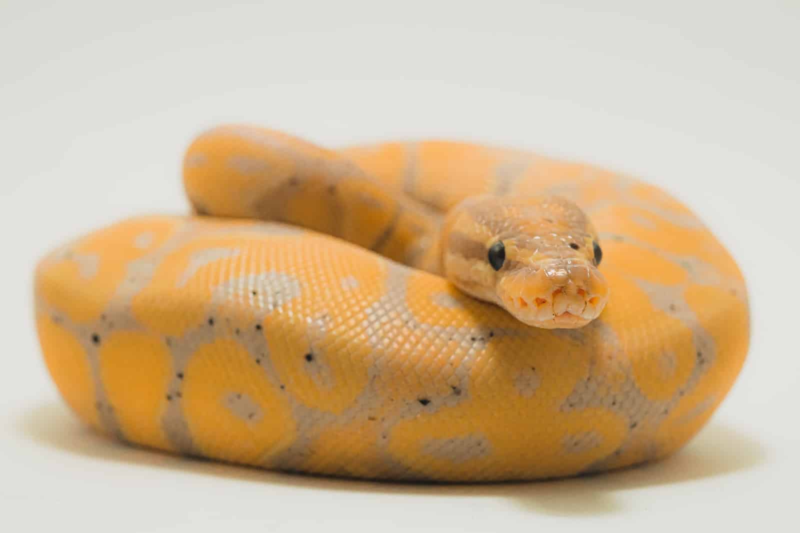 Yellow And White Ball Python Elegant Small Pets For Teenagers