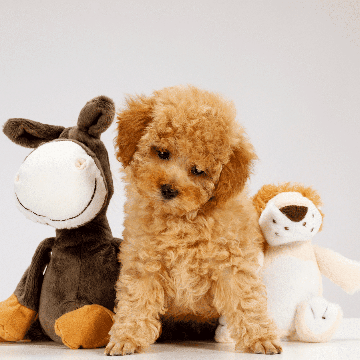 Poodles, Small Pets For Kids