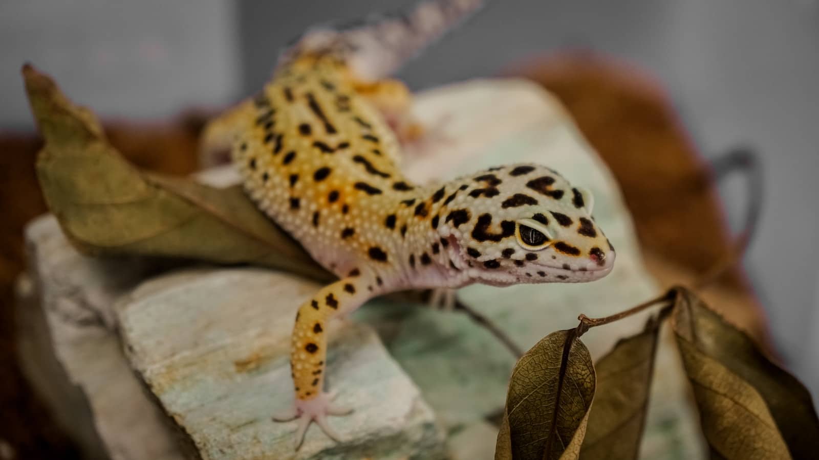 Cute Leopard Gecko On Brown Wood