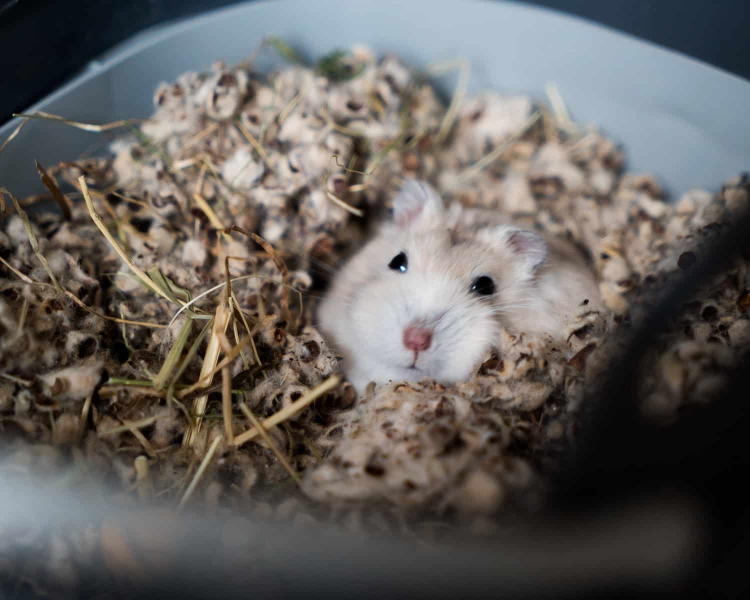 Hamsters Are Safe Small Pets For Kids