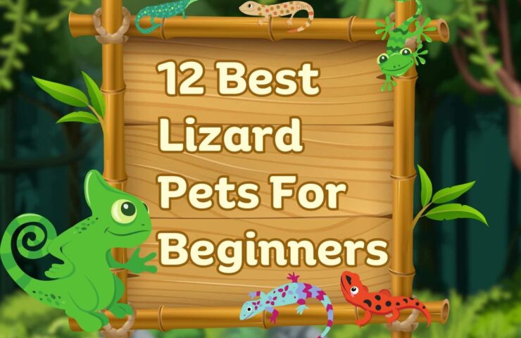 12 best lizard pets