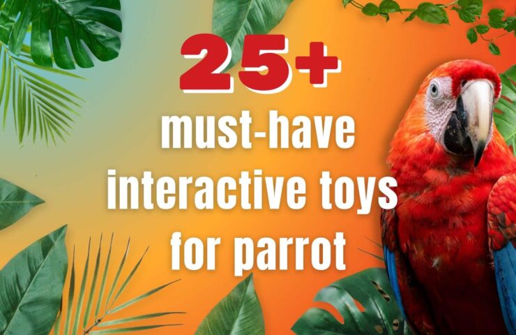 more than 25 must have interactive toys for . parrot (2)