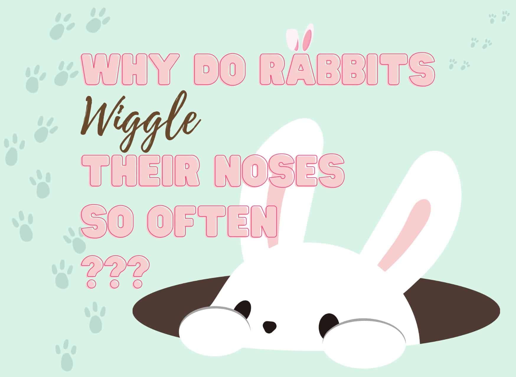 Why do rabbits wiggle their noses , bunny nose twitching , bunny nose, nose twitching