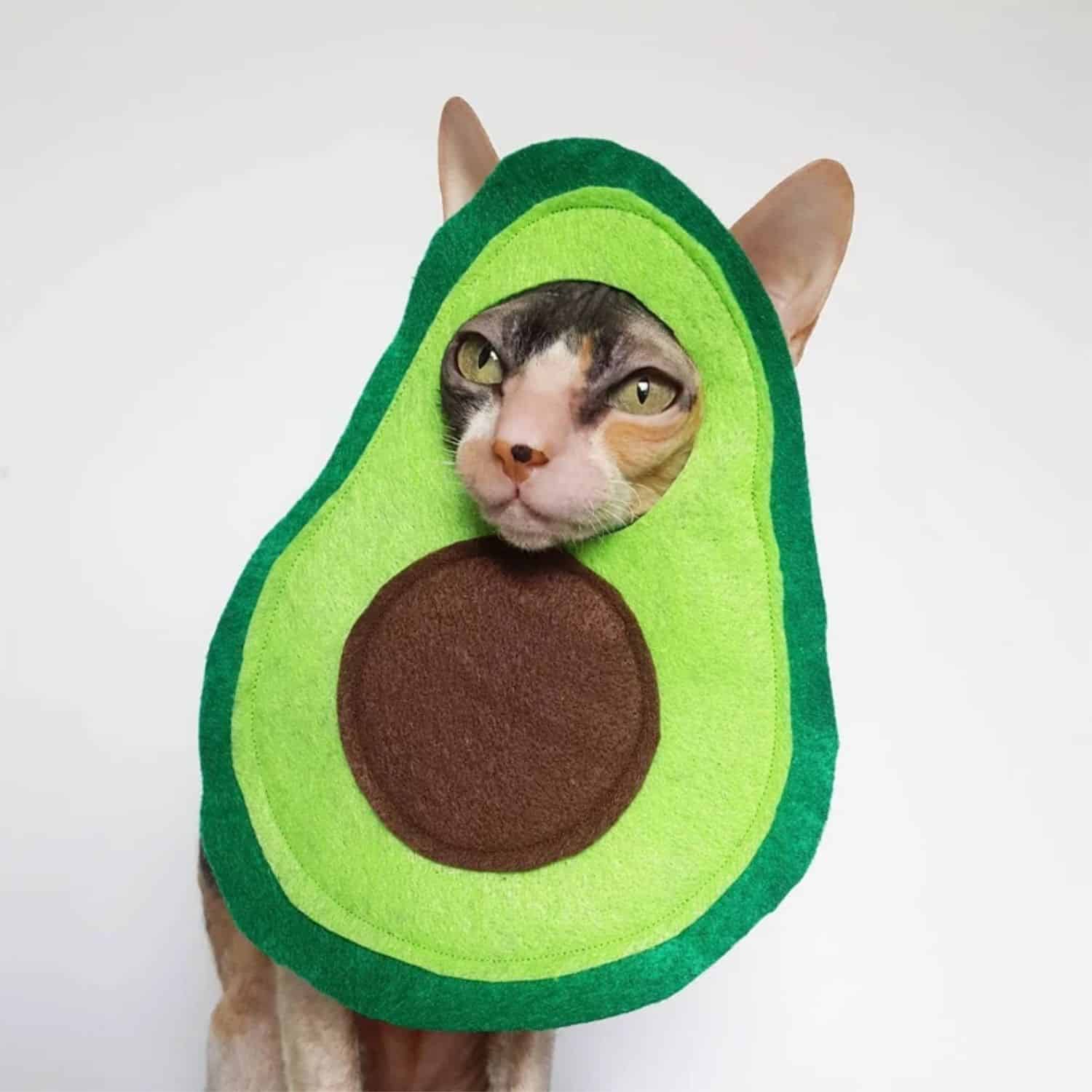 Avocado Cat Costume