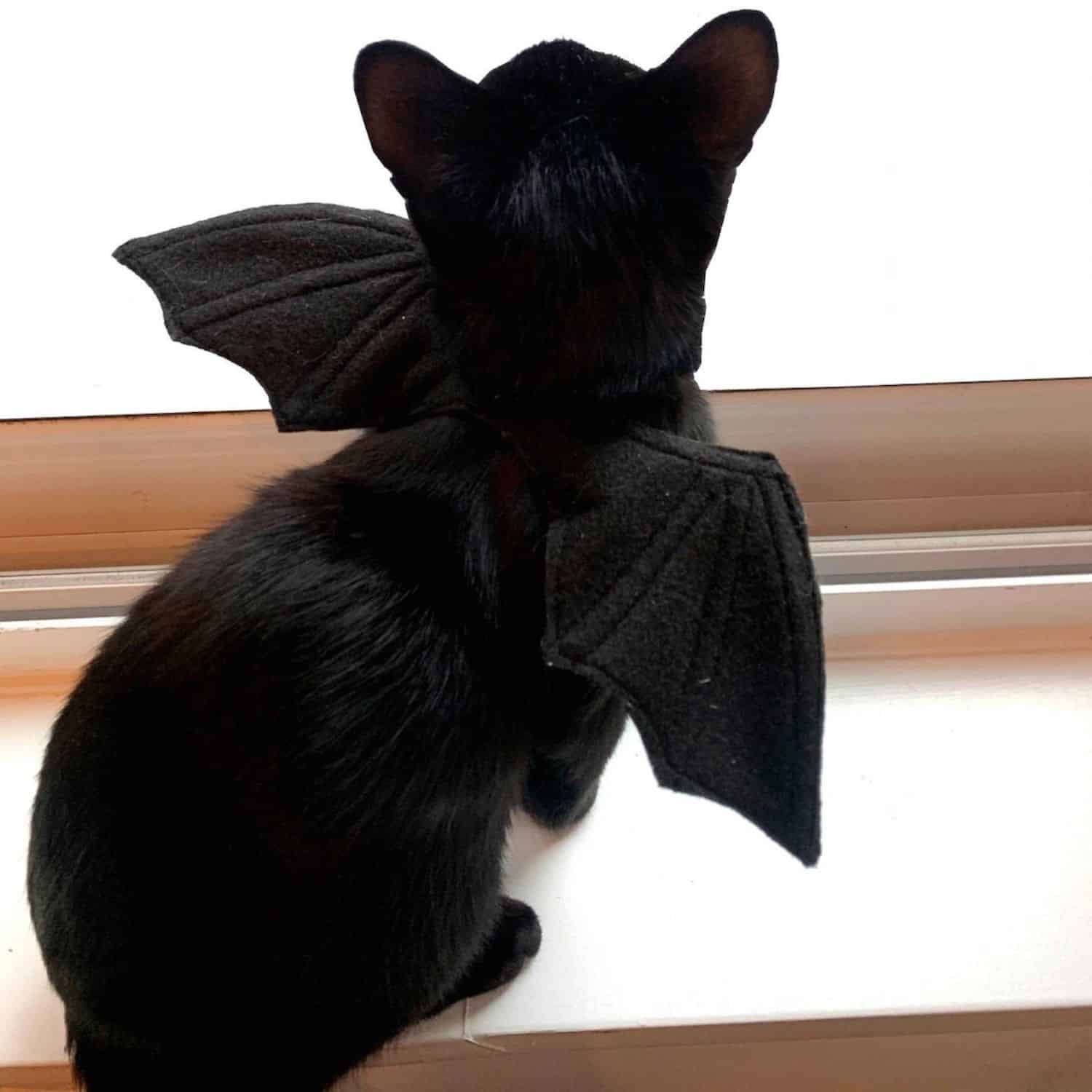 Cat Bat Wings