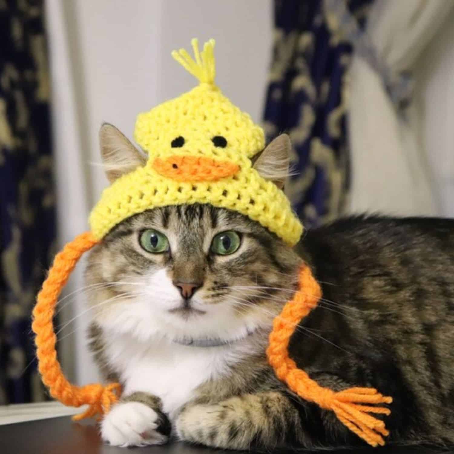 Cat Duck Costume
