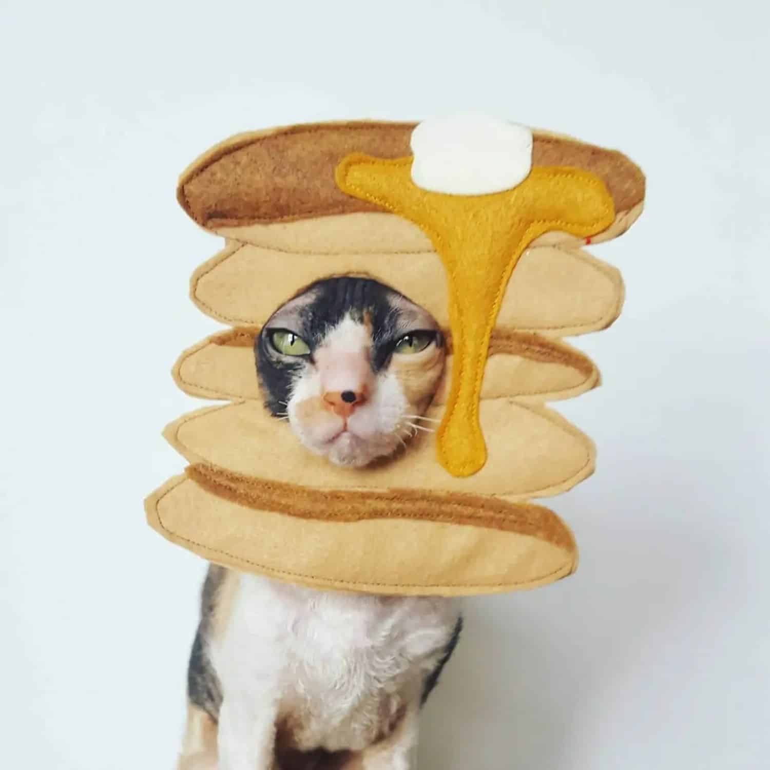 Cat Pancake
