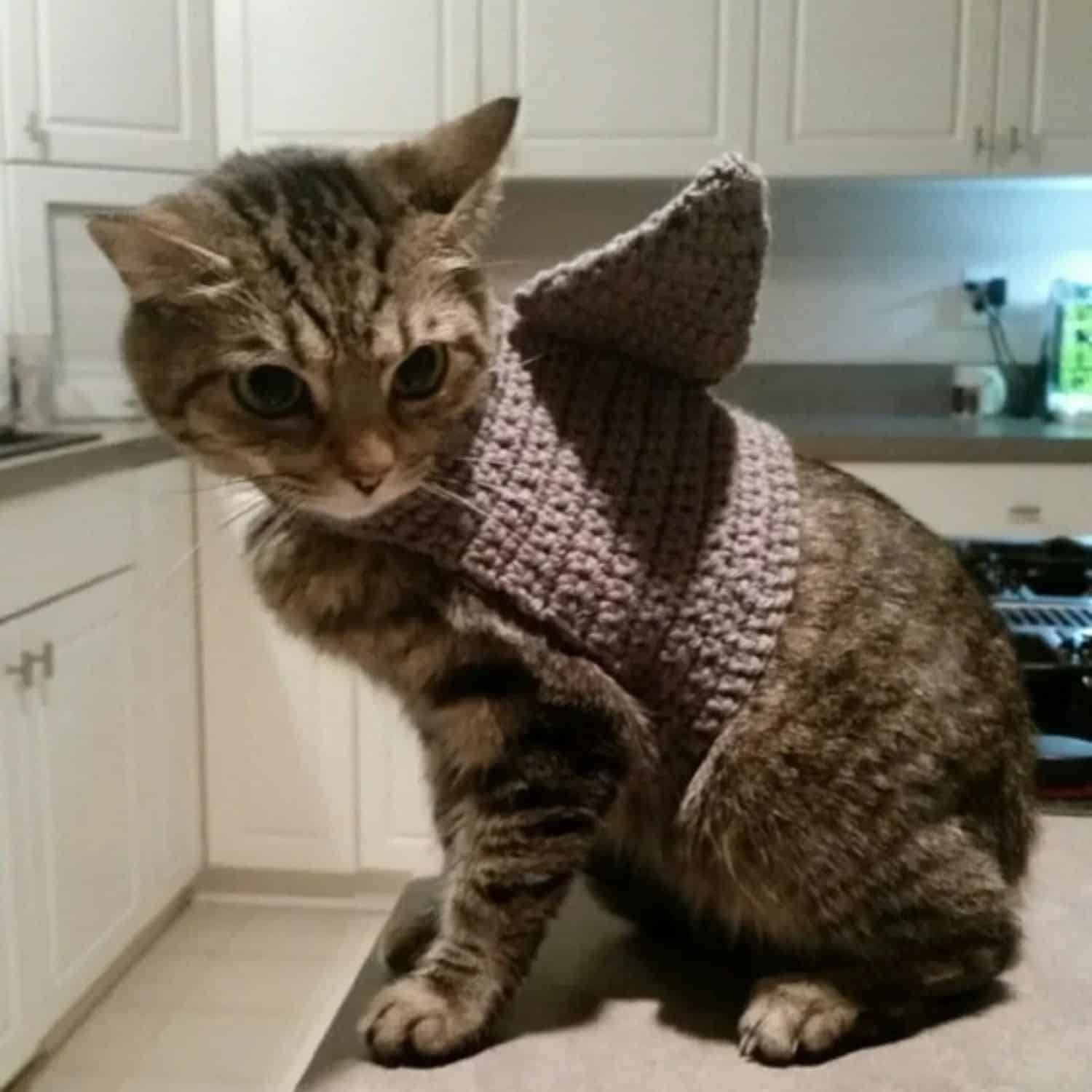Cat Shark Costume