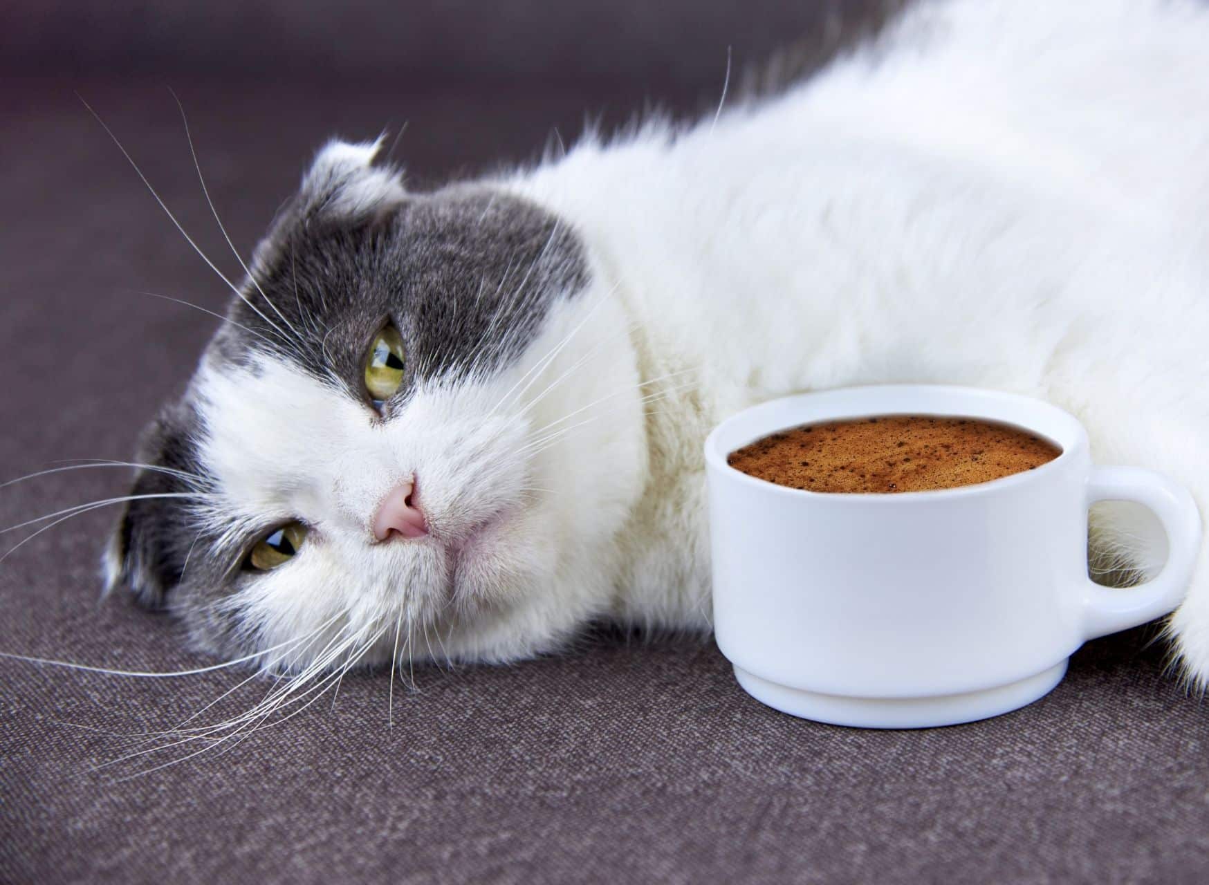 Cat And Coffee - Smells Cats Hate | Pawcool ™